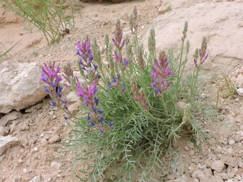 Astragalus lambertii
