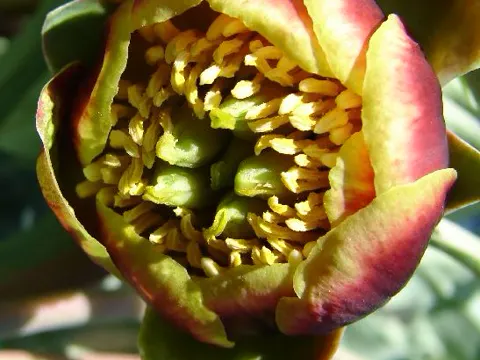 Paeonia brownii