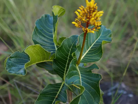 Palicourea rigida