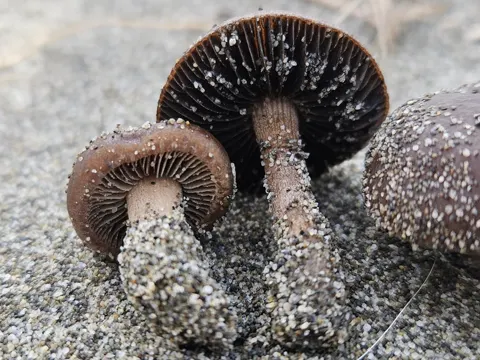 Dunkler Düngerling (Panaeolus fimicola)