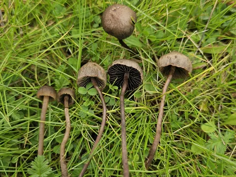 Behangener Düngerling (Panaeolus papilionaceus)