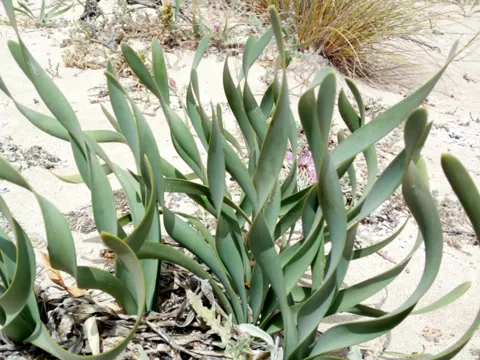 Sea Daffodil