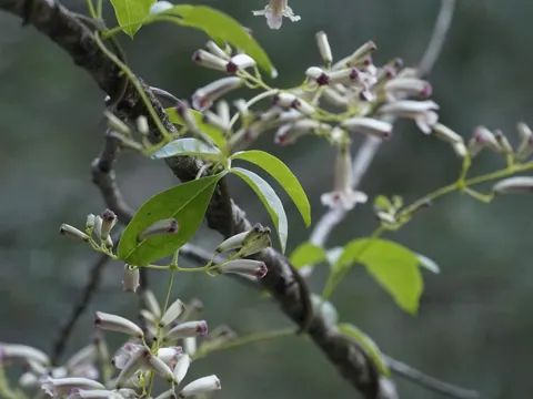Wonga Vine