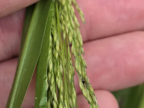 Reisfeld-Hirse (Panicum dichotomiflorum)
