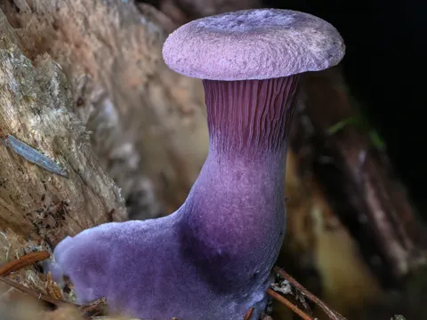 Laubholz-Knäueling (Panus conchatus)