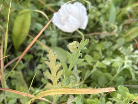 Zweifelhafter Mohn (Papaver dubium)