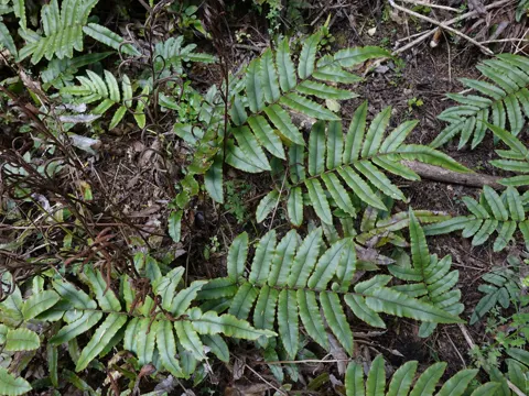 Parablechnum procerum