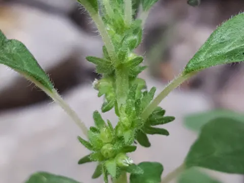 Pennsylvanisches Glaskraut (Parietaria pensylvanica)