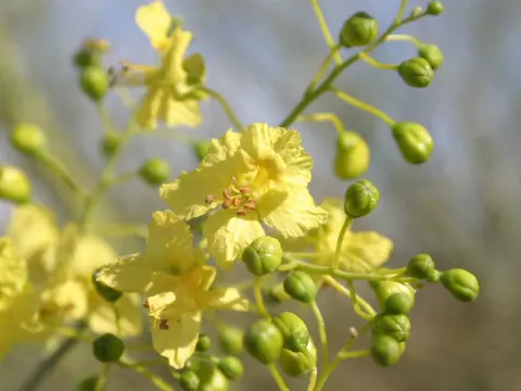 Parkinsonia florida