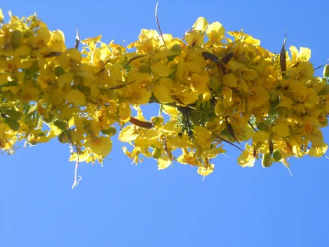 Parkinsonia praecox