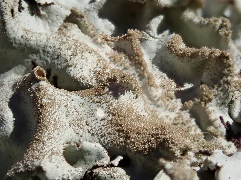 Färber-Flechte (Parmotrema tinctorum)
