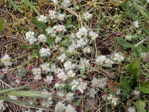 Silver Nailroot