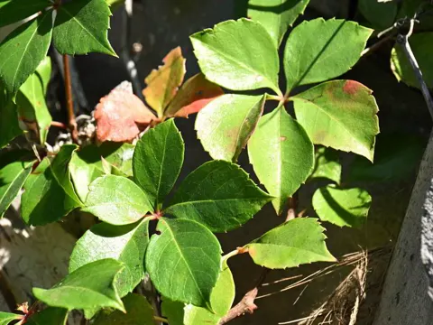 Virginia Creeper