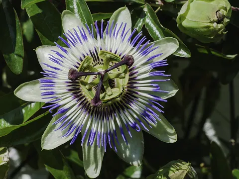 Blue Passion Flower