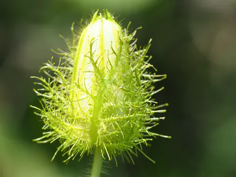 Passiflora foetida (Passiflora foetida)