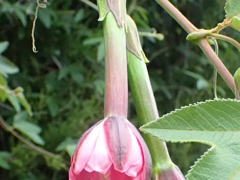 Glockenblütige Passionsfrucht