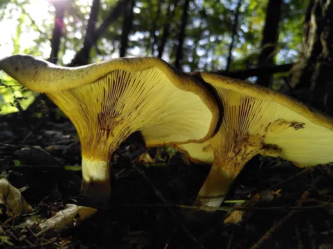 Kahler Krempling (Paxillus involutus)