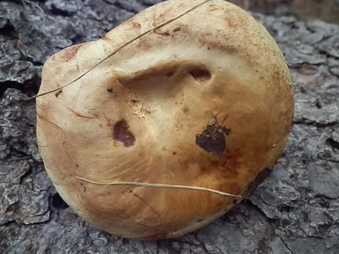 Dunkelsporigер Krempling (Paxillus obscurisporus)