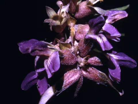 Pediomelum cuspidatum