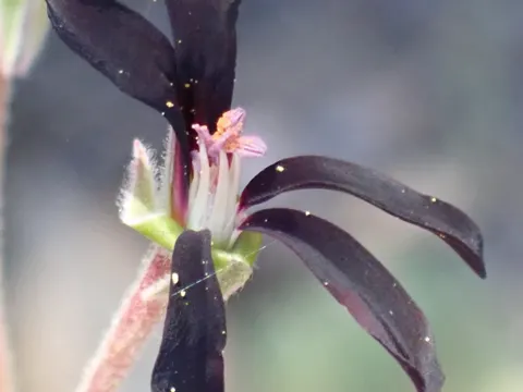 Pelargonie