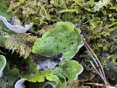 Flecken-Peltigera (Peltigera aphthosa)
