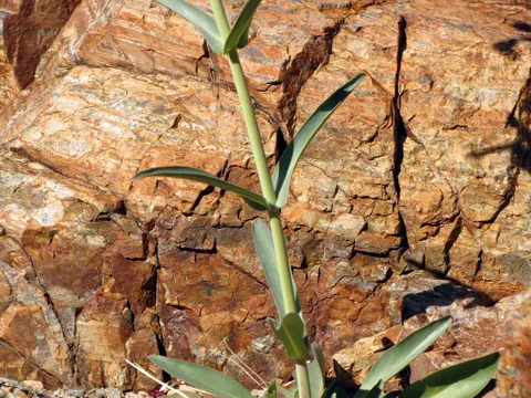 Parrys Penstemon