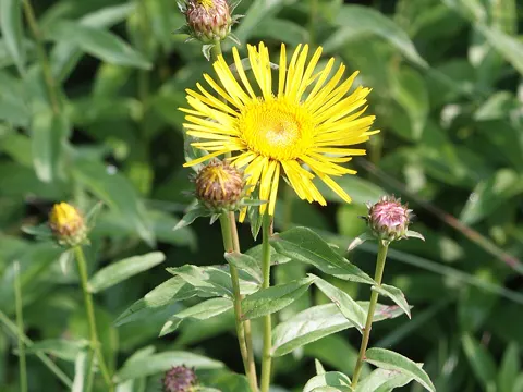 Weiden-Alant (Pentanema salicinum)