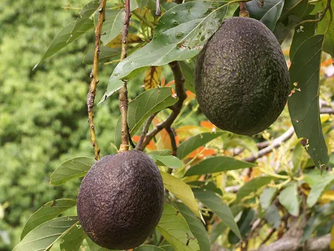 Avocado (Persea americana)
