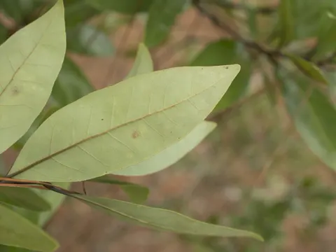 Persea borbonia