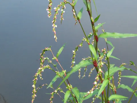 Wasserpfeffer (Persicaria hydropiper)