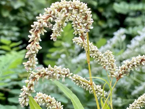 Ampfer-Knöterich (Persicaria lapathifolia)