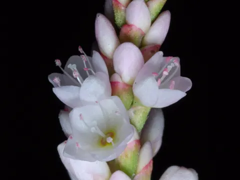 Pennsylvanischer-Knöterich (Persicaria pensylvanica)