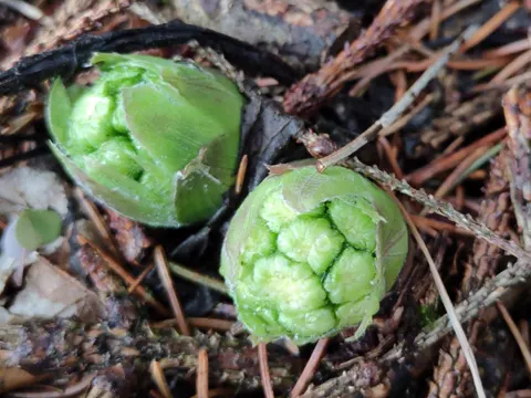 White Butterbur