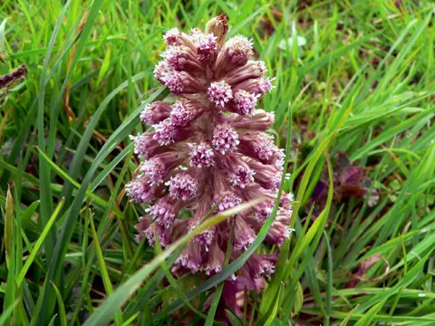 Rote Pestwurz (Petasites hybridus)