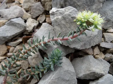 Dickblatt-Fetthenne (Petrosedum sediforme)