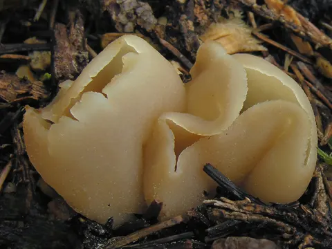 Blasiger Becherling (Peziza vesiculosa)