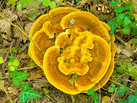 Dryad's Saddle
