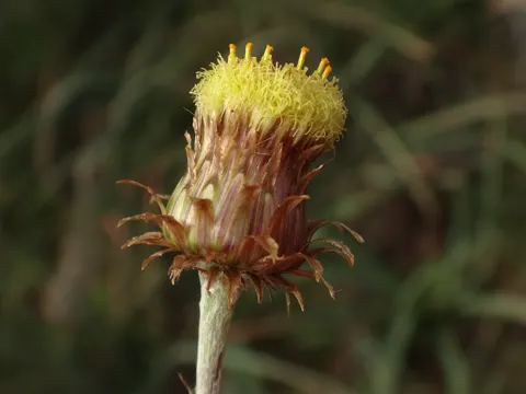 Felsen-Steinimmortelle
