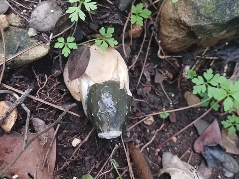 Dünen-Stinkmorchel (Phallus hadriani)