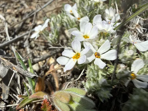 Phlox hoodii (Phlox hoodii)