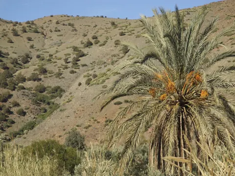 Dattelpalme (Phoenix dactylifera)