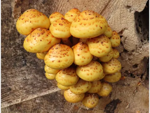 Schleimiger Schüppling (Pholiota adiposa)