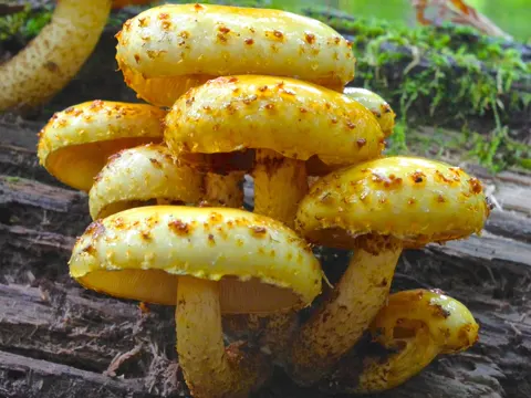 Pholiota aurivella (Pholiota aurivella)