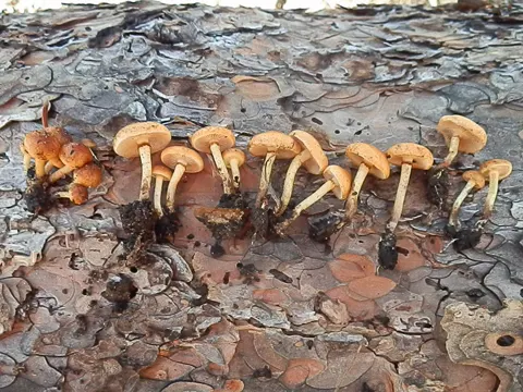 Kohlen-Schüppling (Pholiota carbonaria)