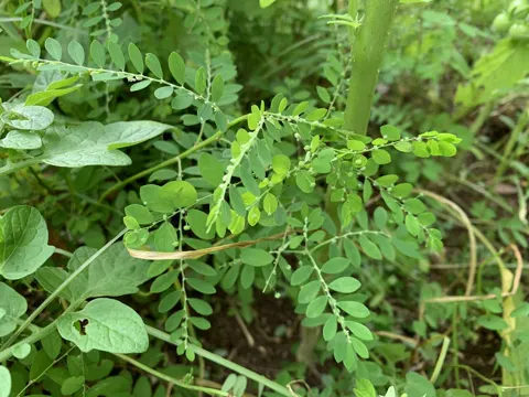 Phyllanthus debilis
