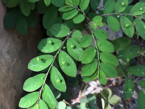 Phyllanthus tenellus (Phyllanthus tenellus)