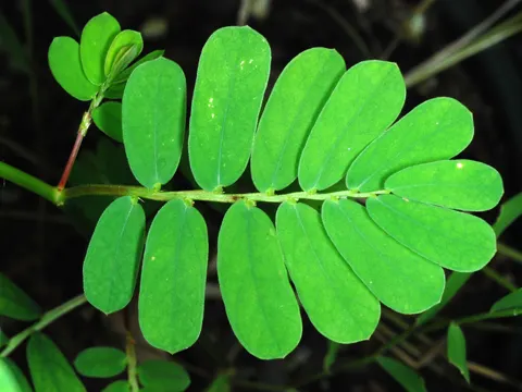 Phyllanthus urinaria (Phyllanthus urinaria)