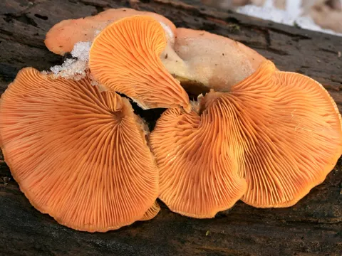 Orangeseitling (Phyllotopsis nidulans)