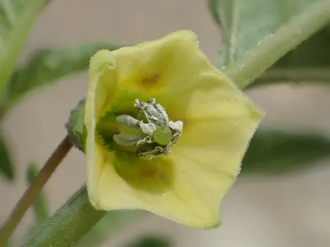 Ananaskirsche (Physalis angulata)