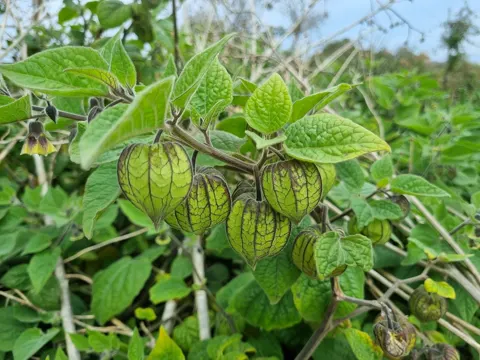 Peruanische Blasenkirsche (Physalis peruviana)